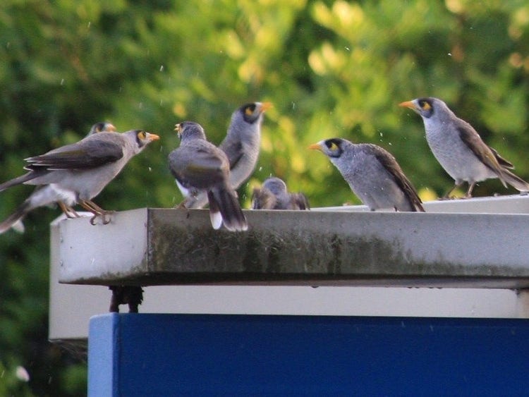 A group of noisy miners on a roof
