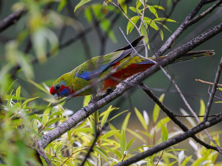 Bird with curved beak and long tail perched on a branch. The head and back are olive green in colour.