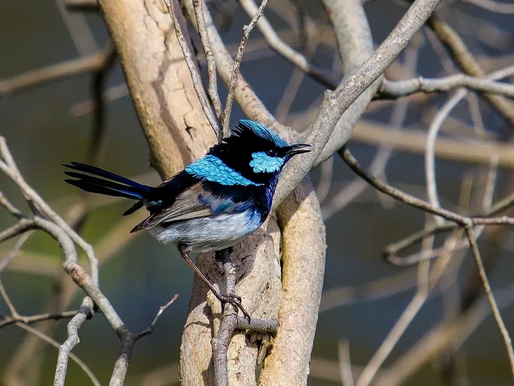 Male superb fairywren on a branch showing his short sharp beak used for picking up and crushing insects.