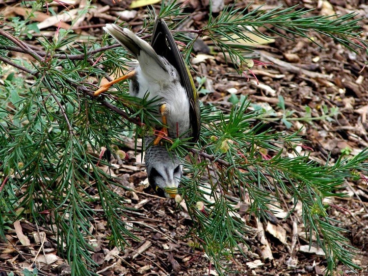 Noisy miner hanging upside down with its beak in a flower