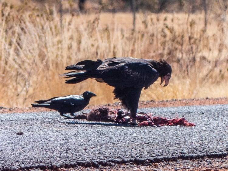 Australian raven standing near roadkill on a road while a wedge-tailed eagle feeds on the carcass.