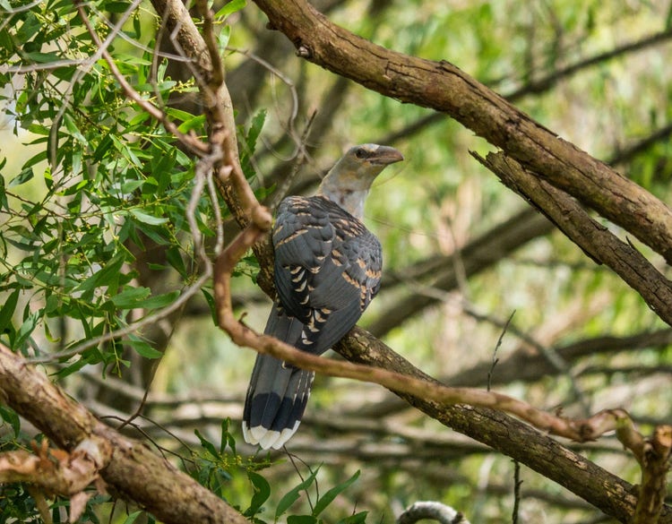 Channel-billed cuckoo roosting on a tree branch.