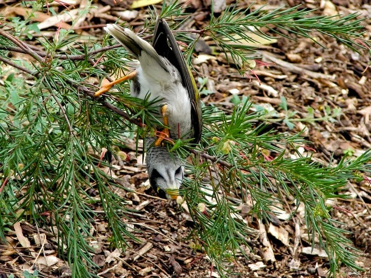 Noisy miner hanging upside down from a branch with its beak deep inside a flower drinking nectar.