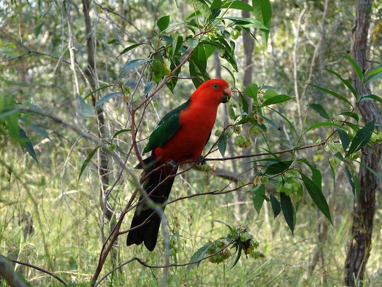 Male Australian king parrot holding a winged hop bush seed in its beak while perched in a eucalypt woodland.