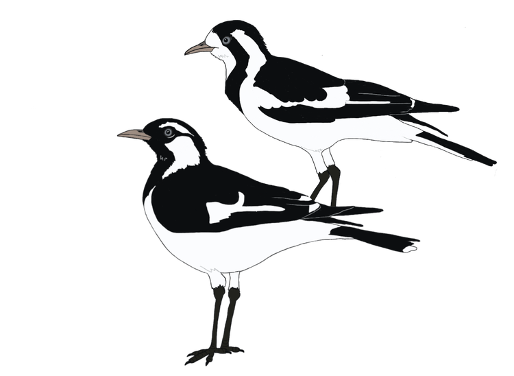 Two birds with black and white markings. The male has a black throat and female a white throat.