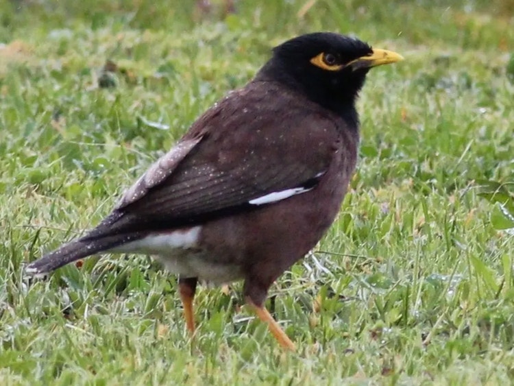 Dark brown Indian myna with black head standing on the ground, showing the difference from the native noisy miner.