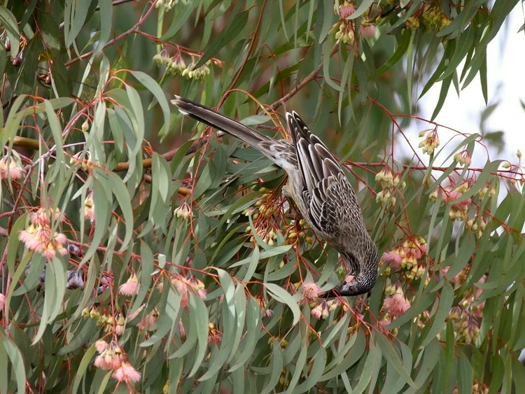 Red wattlebird hanging upside down in a gum tree with its beak in a gum blossom feeding on nectar.