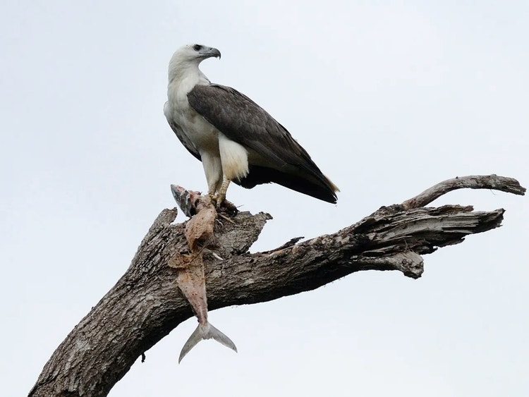 Adult white-bellied sea eagle standing on a dead branch with the remains of a fish under its talons.