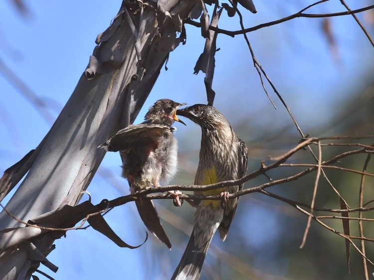 Adult red wattlebird feeding a fluffy juvenile perched beside it on a narrow branch.
