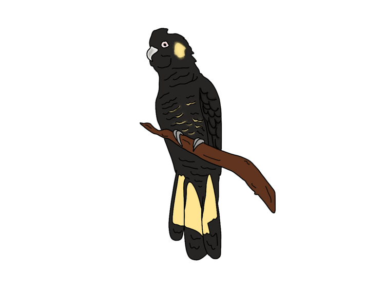 Bird with a curved beak, yellow cheek patch and wide yellow band on its tail.