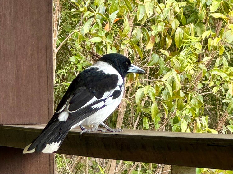 Pied butcherbird perched on a railing looking out towards nearby trees, with a note that it is important not to feed them.