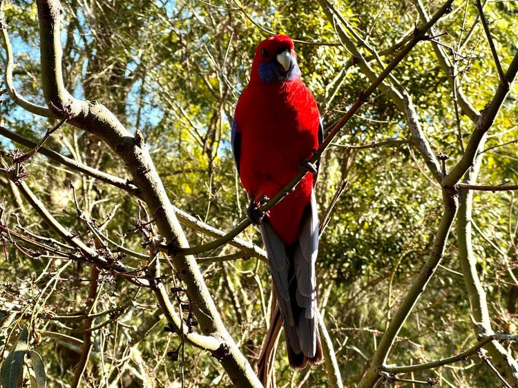 A crimson rosella on a narrow branch with two toes at the front and two at the back wrapped around the branch.