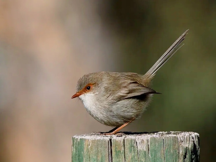 Female superb fairywren perched on a branch with mid-brown feathers and an upright tail.