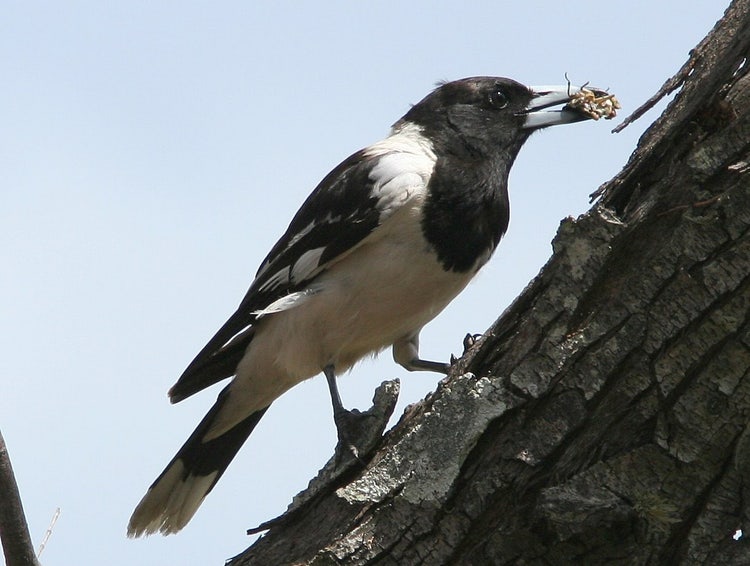 Pied butcherbird perched on a branch holding a large insect in its hooked beak.