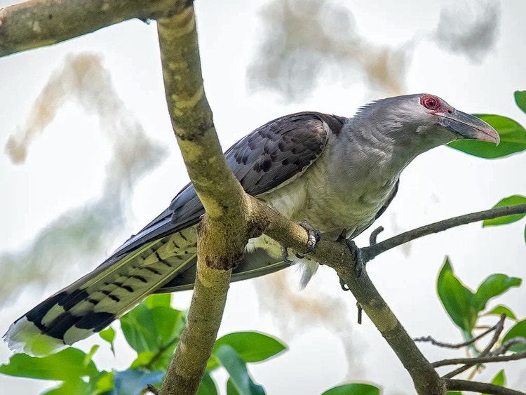 Channel-billed cuckoo perched on a tree branch, often calling loudly during the night in breeding season.