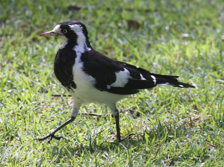 Bird with black and white feathers. She has a white throat and a black vertical stripe down her eye.