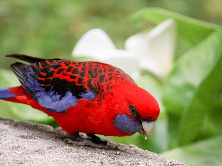 Bird with short curved beak and long tail feathers standing on a rock. Its body is red with light blue patch under its beak and a dark red and blue scalloped pattern in its back.