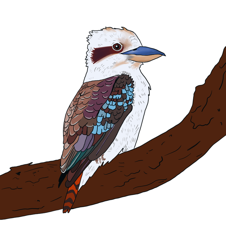 Kookaburra with large head and pointed beak