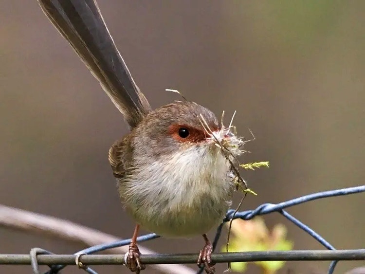Female superb fairywren holding grass and spiderwebs in her beak to build a dome-shaped nest.