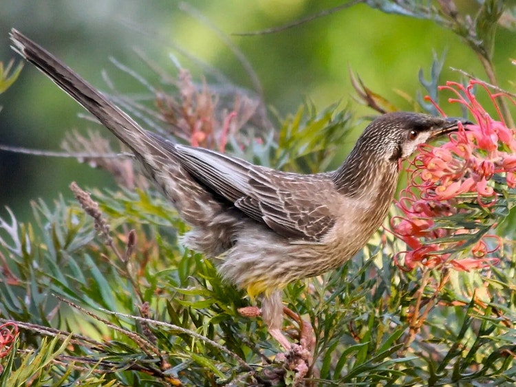 Red wattlebird perched on a narrow branch with its beak deep inside a large grevillea flower collecting nectar.
