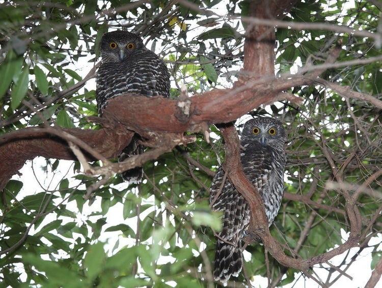 Breeding pair of powerful owls roosting together on a branch in dense forest canopy.