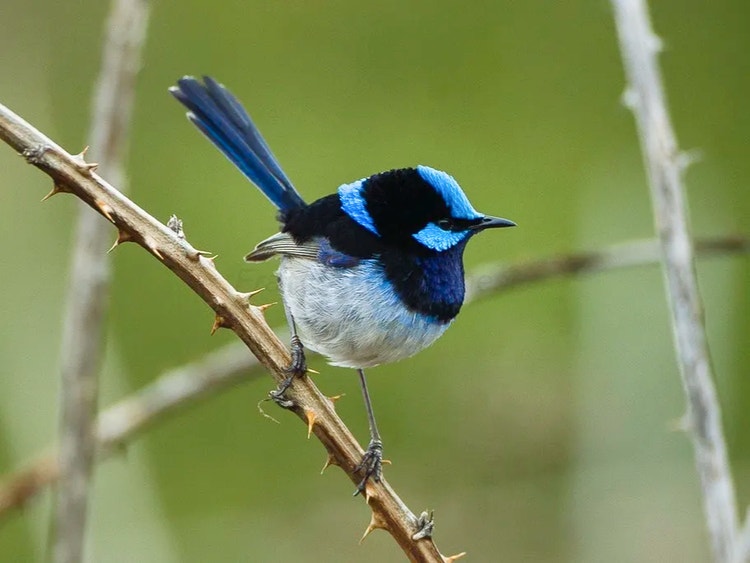 Close-up of a male superb fairywren displaying his bright blue breeding plumage on the head and body.