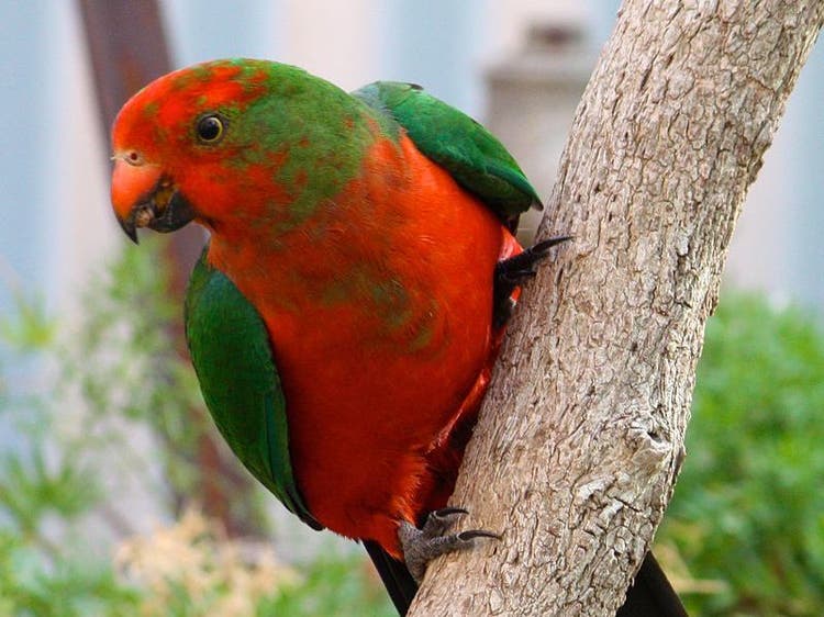 Head of a juvenile male Australian king parrot with mottled green and red feathers on its head and chest.