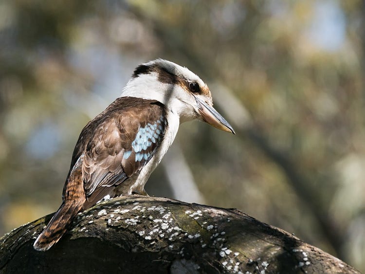 A laughing kookaburra on a branch viewing the ground
