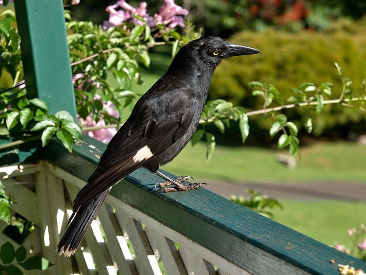 A pied currawong sitting on a veranda railing
