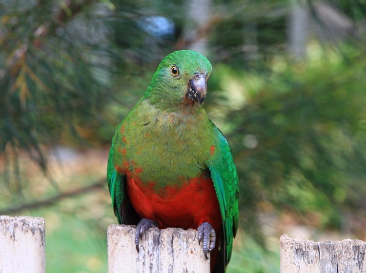 Female Australian king parrot with green head and chest sitting on a perch.