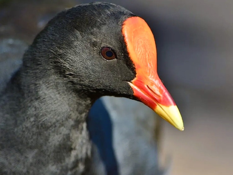 Close-up of a dusky moorhen’s head showing its red face shield and red beak with a yellow tip.