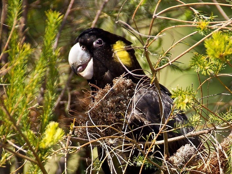 Cockatoo sitting on a branch with a dry hairy banksia cone in its foot.