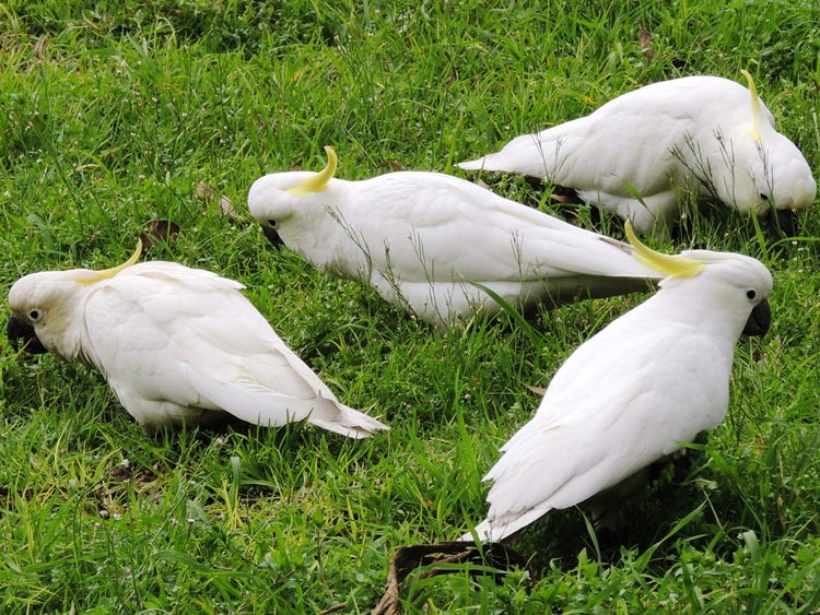 A group of four sulphur-crested cockatoos feeding on grass stalks on the ground.