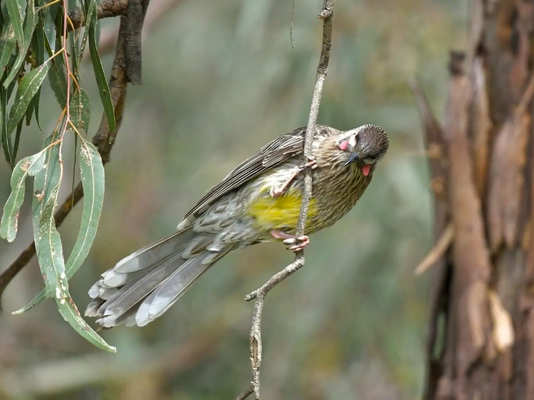 Feet of a red wattlebird gripping tightly around a narrow vertical branch.