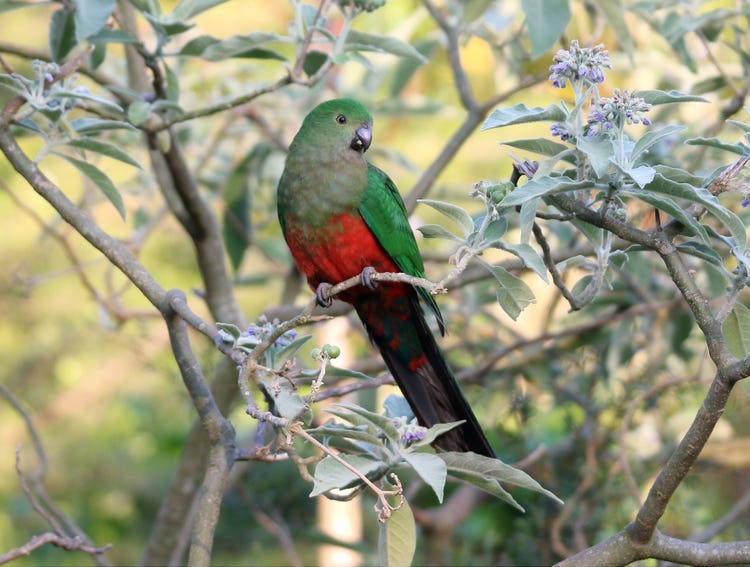 Female Australian king parrot with green head and back, red underbelly and dark grey beak perched on a branch.
