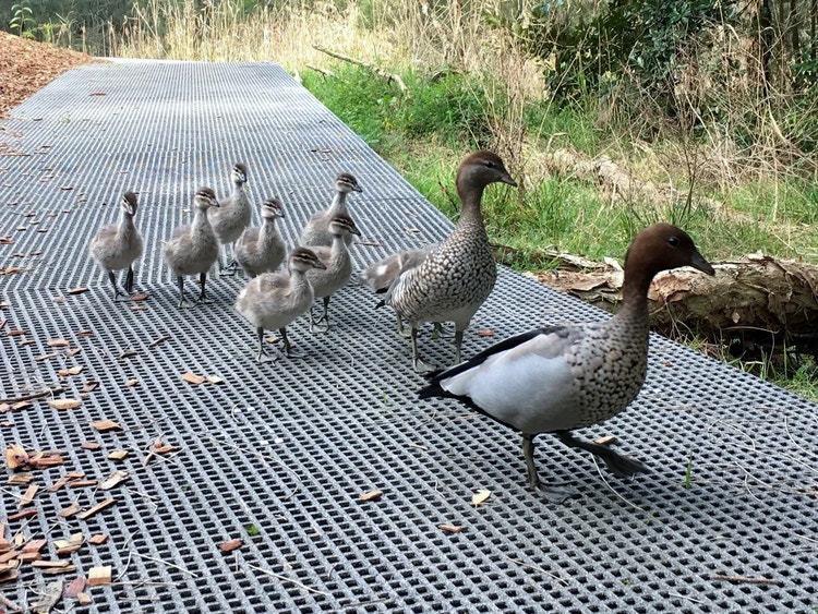 Male and female wood duck walking along a boardwalk with a line of ducklings following closely behind.