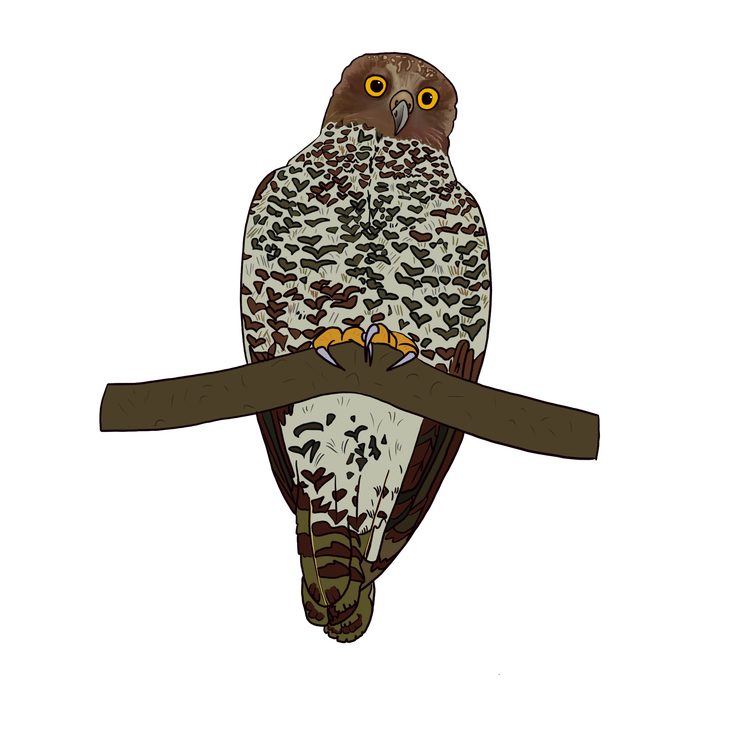 Powerful owl perched on a branch with large yellow eyes, flecked underbelly and very strong talons gripping the branch.