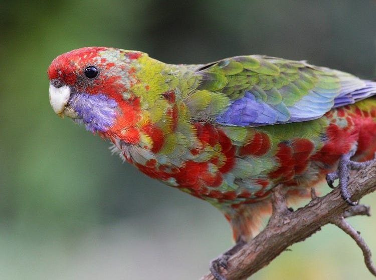 Head and body of a crimson rosella covered in a mottled mix of olive green and red feathers.