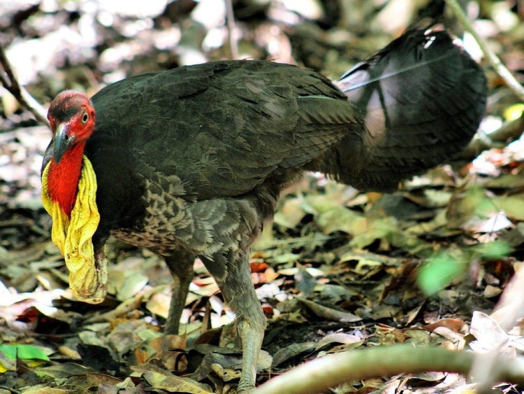 A male brush turkey with a red head and large yellow wattle on its throat