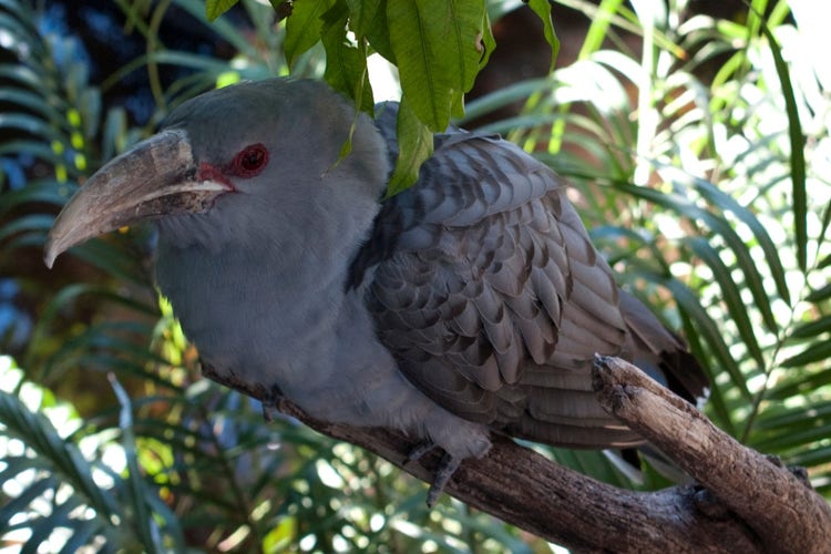 Channel-billed cuckoo with a large curved beak and red ring around its eye.