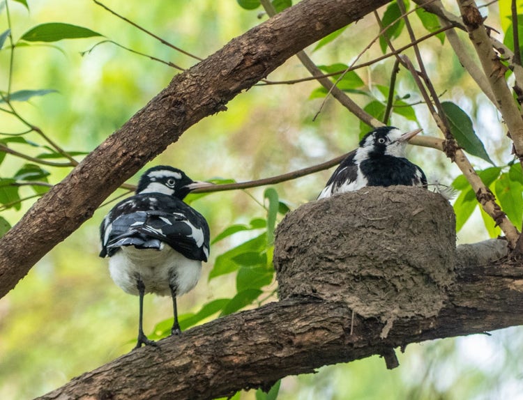 A male magpie lark on a horizontal branch standing beside a round mud nest on the branch. A female magpie lark is sitting in the nest.