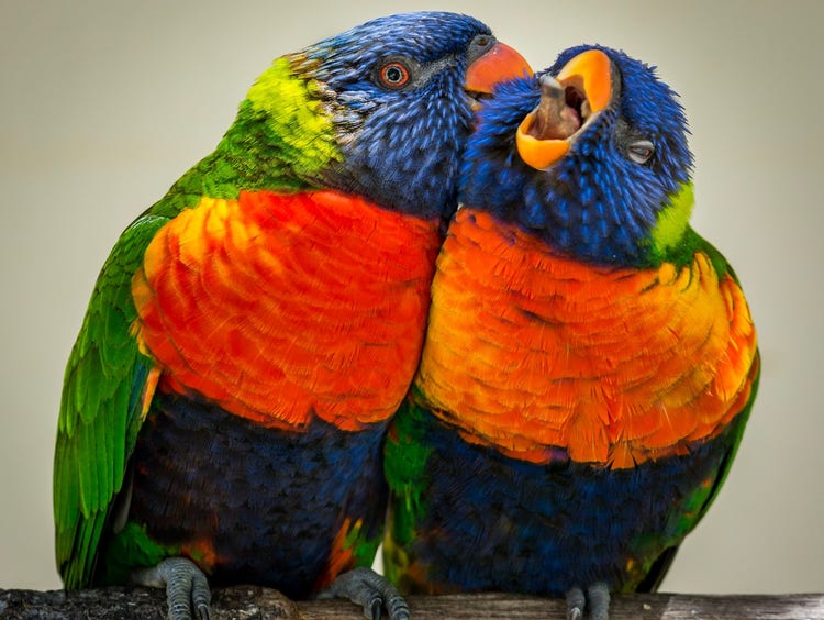 Two rainbow lorikeets sitting closely together. One is using its beak to preen the head feathers of its partner.