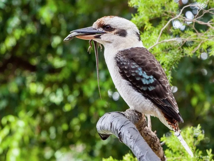 Laughing kookaburra perched on a branch holding a small garden skink in its beak.