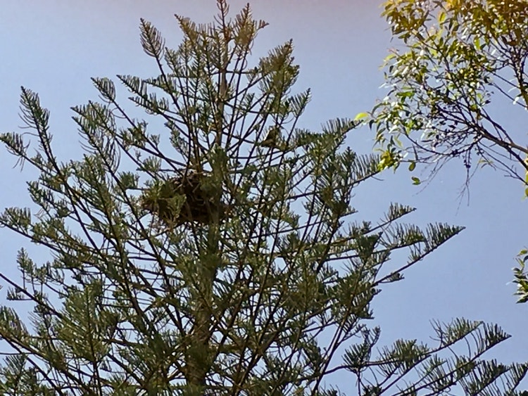 Large white-bellied sea eagle nest made of sticks high in the top branches of a Norfolk Island pine.