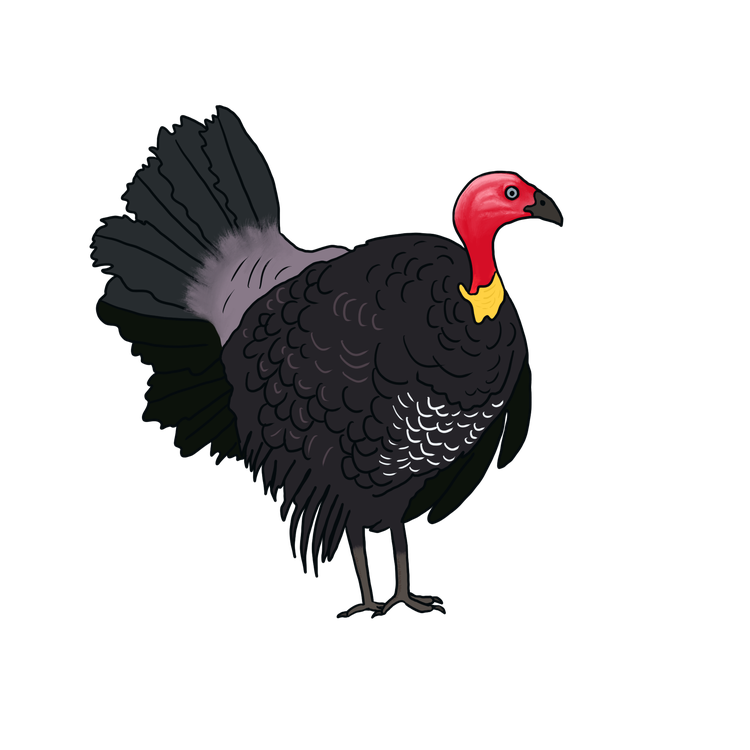 An illustration of a brush turkey with large black body, skinny red head and yellow wattle at its throat.