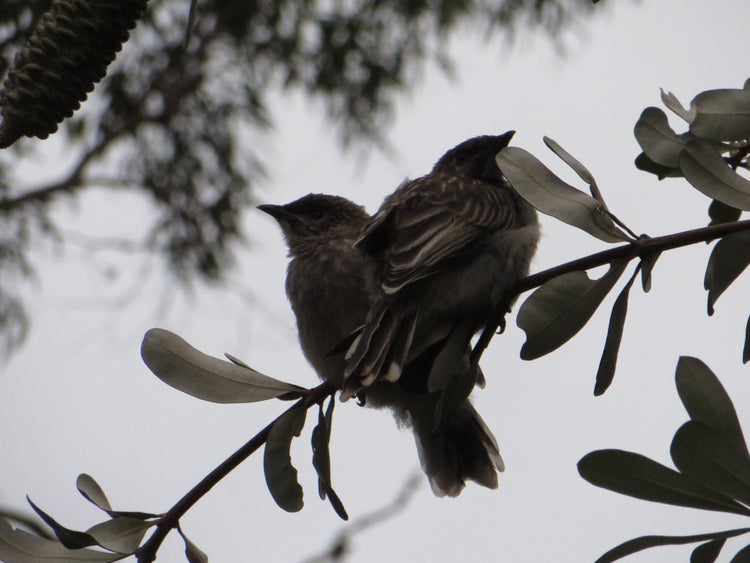 Two fluffy fledgling butcherbirds perched together on a branch near Field of Mars Environmental Education Centre.