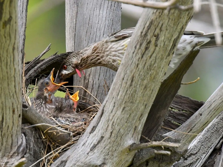 Adult red wattlebird feeding two nestlings in a round twig nest in a tree fork.