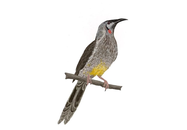 Adult red wattlebird perched on a branch with mottled brown body, yellow underbelly and a small red wattle on the side of its neck.