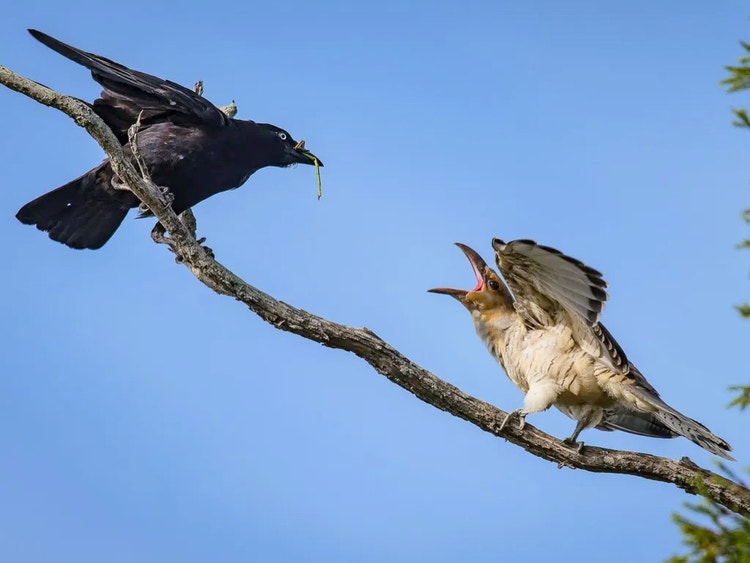 Adult raven holding a stick insect in its beak about to feed a begging channel-billed cuckoo chick perched on the same branch.