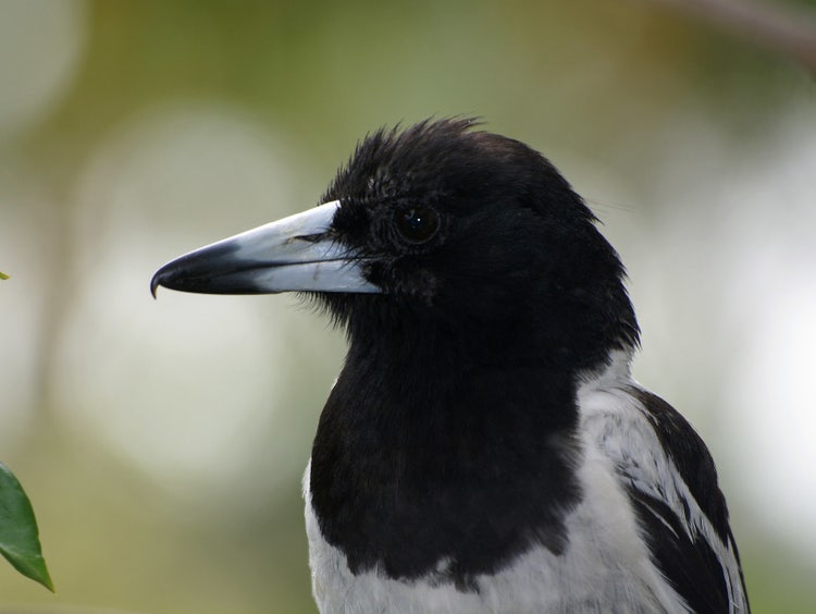 Close-up of a butcherbird’s head showing a strong triangular beak with a sharp hooked tip for tearing prey.